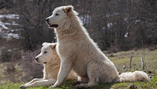 Maremma store dog size